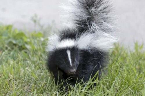 skunk