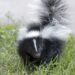 skunk